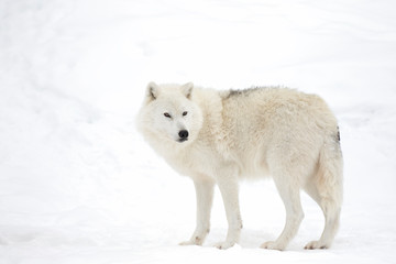 Fototapeta na wymiar Arctic wolf isolated on white background walking in the winter snow in Canada