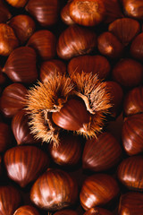 Ripe chestnuts close up. Raw Chestnuts for Christmas. Fresh sweet chestnut. Food background