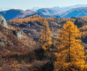 Autumn view, sunny day.  Nature of Siberia, wild place. Mountain taiga, snow-capped peaks.
