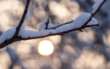 Snow covered branches of a tree in winter at dawn