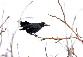 Black raven on tree branches isolated on a white background