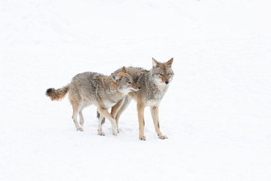 Two Coyotes Canis latrans isolated on white background walking and hunting in the winter snow in Canada