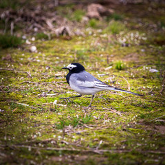 Bluebird walks on the lawn in the park