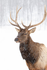 Bull Elk with large antlers isolated against a white background walking in the winter snow in Canada