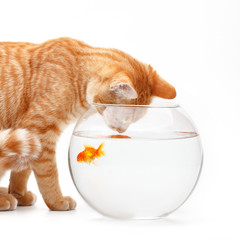 Cute red cat plays with a gold decorative fish in a round aquarium.