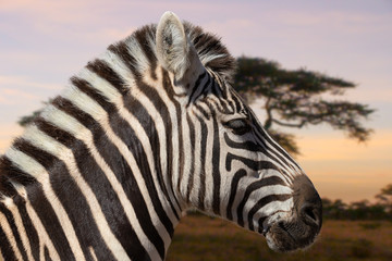 A closeup view of a Zebra head in the steppe of the great national park Serengeti in the African Tanzania. In the background a big tree, out of focus with beautiful bokeh.
