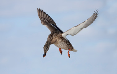 Male mallard duck Anas platyrhynchos in flight isolated against a blue winter sky in Canada