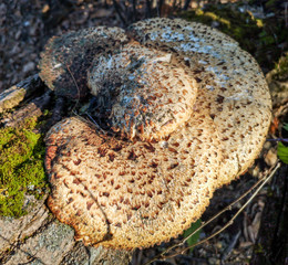 The mushroom grows on a stump in the forest