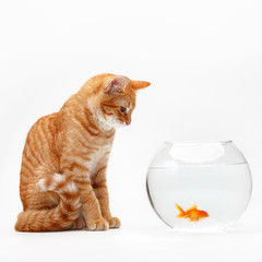Cute red cat plays with a gold decorative fish in a round aquarium.