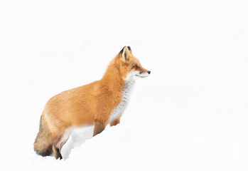 Obraz premium Red fox (Vulpes vulpes) with a bushy tail and orange fur coat isolated on white background hunting in the freshly fallen snow in Algonquin Park, Canada