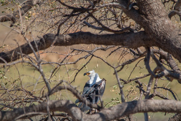 African fish eagle in the tree, Chobe riverfront, Botswana