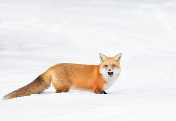 Naklejka na ściany i meble Red fox (Vulpes vulpes) with a bushy tail and orange fur coat isolated on white background hunting in the freshly fallen snow in Algonquin Park, Canada