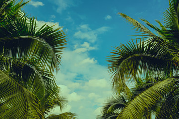 Fototapeta premium Tropical coconut palm leaves on pastel background for Summer concept and Spring lifestyle design with copy space.