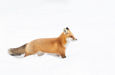 Red fox (Vulpes vulpes) with a bushy tail and orange fur coat isolated on white background hunting in the freshly fallen snow in Algonquin Park, Canada