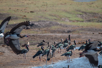 Spur winged goose at chobe riverfront, Botswana, Africa