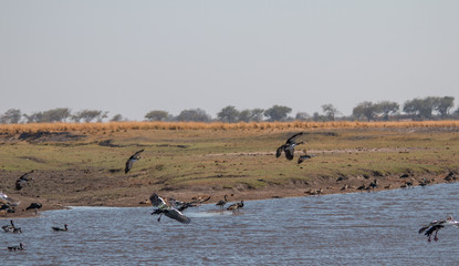 Spur winged goose at chobe riverfront, Botswana, Africa