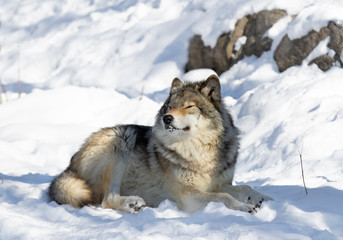A lone Timber Wolf or Grey Wolf Canis lupus isolated on white background sitting in the snow in winter in Canada