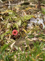 Red flower in a paddle