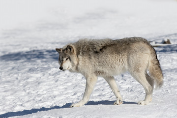 Fototapeta na wymiar A lone Timber Wolf or Grey Wolf Canis lupus isolated on white background walking in the winter snow in Canada