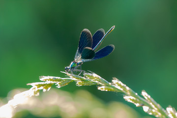macro di una libellula calopteryx splendens