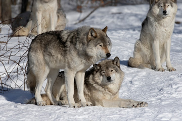 Two Timber wolves or grey wolves Canis lupus standing in the winter snow in Canada