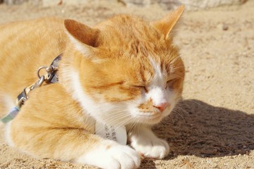 備中松山城 猫城主 さんじゅーろー