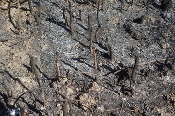 texture of bark of a tree