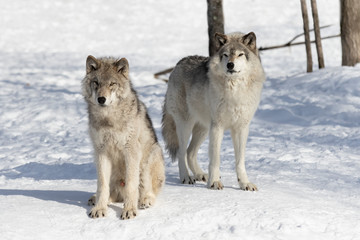 Two Timber wolves standing in the winter snow in Canada