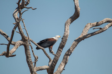 African fish eagle, Chobe Riverfront, Botswana, Africa