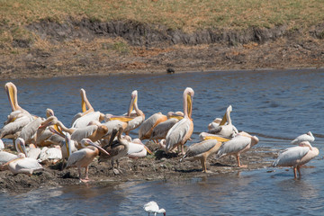 Great white pelican in the moremi game reserve, Botswana, Africa