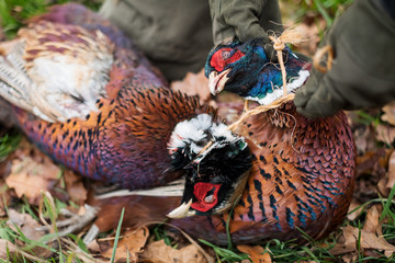 Pheasant hunt - two dead pheasants 