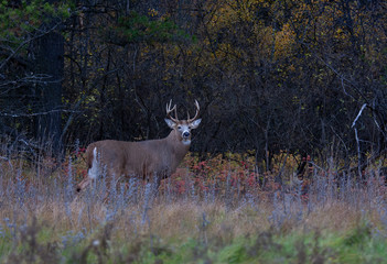 Trophy White-tailed deer buck with huge neck looking for a mate during the rut in the early morning autumn light in Canada