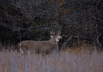 Trophy White-tailed deer buck with huge neck looking for a mate during the rut in the early morning autumn light in Canada