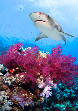 Naklejki Kolorowa podwodna rafa koralowa z dużym rekinem tygrysim