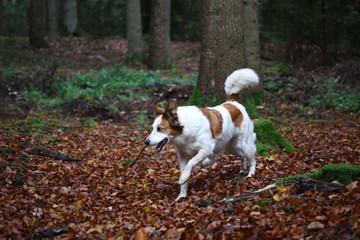 Hund Leila spielt mit einem Stock im Laubwald