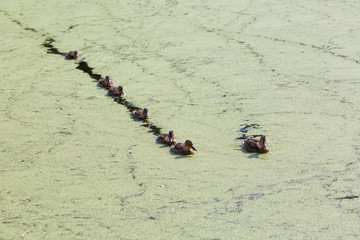 A flock of ducks floating in the water