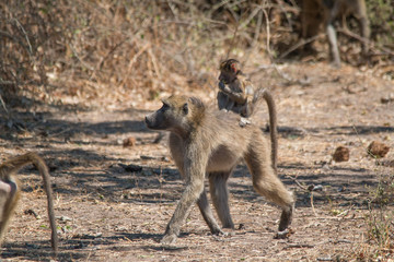 Chacma baboon walking around, Chobe riverfront, Botswana, Africa