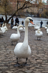  Geese and swans close-up on the background of the panorama of the Czech capital city of Prague and Charles Bridge.