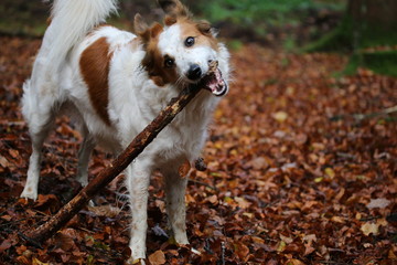 Hund Leila spielt mit einem Stock im Laubwald