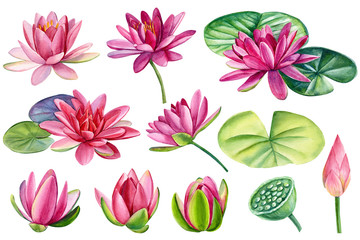 set of beautiful pink lotuses, watercolor flowers on white background, hand drawing, botanical illustration