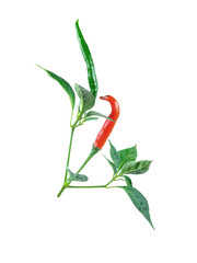 chilli isolated on white background