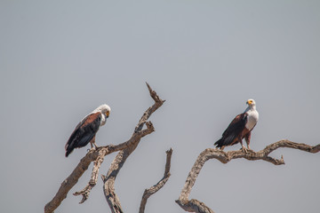 African fish eagle, Chobe Riverfront, Botswana, Africa