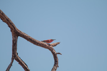 Southern carmine bee eater at chobe riverfront, Botswana