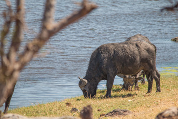 African buffalo at the shore of chobe river, Botswana, Africa