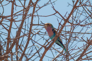 Lilac breasted roller in a tree, Chobe riverfront, Botswana