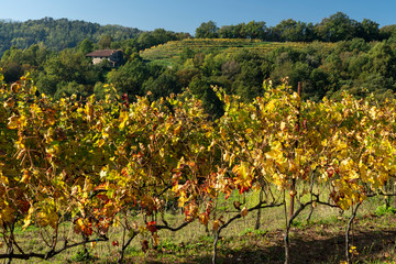 Fototapeta premium Vineyards in the park of Montevecchia and Curone, Italy, at fall