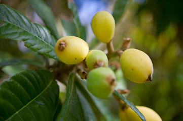 Loquat fruits, Bermuda