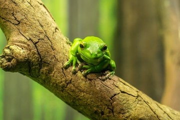 Green Tree Frog