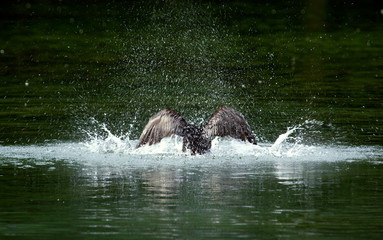 Cormorant bathing