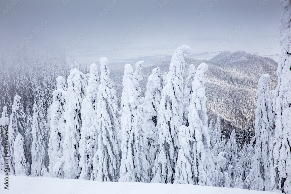 Wall mural majestic winter landscape with snowy fir trees. winter postcard.